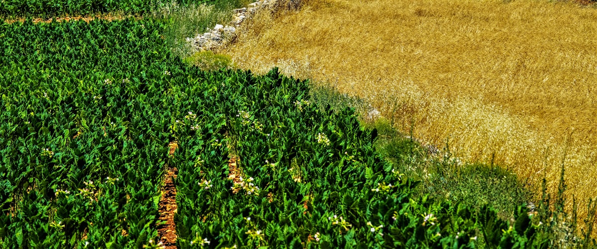 Yeşil ve altın rengi tarlalar